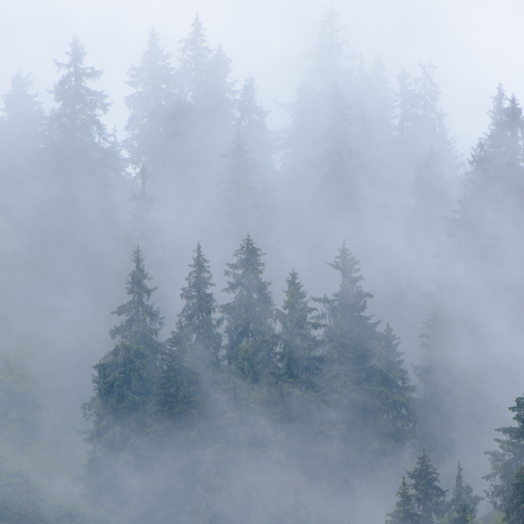 What is FSC Paper and Why Should You Use It? – IREN Shizen